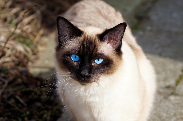 What Are the Best Enrichment Activities for an Indoor-only Siamese Cat?